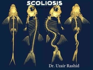 Dr. Uzair Rashid
 