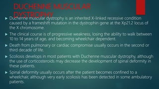 DUCHENNE MUSCULAR
DYSTROPHY Duchenne muscular dystrophy is an inherited X-linked recessive condition
caused by a frameshift mutation in the dystrophin gene at the Xp21.2 locus of
the X chromosome.
 The clinical course is of progressive weakness, losing the ability to walk between
10 to 14 years of age, and becoming wheelchair dependent.
 Death from pulmonary or cardiac compromise usually occurs in the second or
third decade of life.
 Scoliosis develops in most patients with Duchenne muscular dystrophy, although
the use of corticosteroids may decrease the development of spinal deformity in
these patients.
 Spinal deformity usually occurs after the patient becomes confined to a
wheelchair, although very early scoliosis has been detected in some ambulatory
patients.
 
