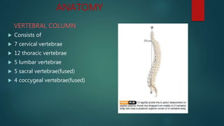ANATOMY
VERTEBRAL COLUMN
 Consists of
 7 cervical vertebrae
 12 thoracic vertebrae
 5 lumbar vertebrae
 5 sacral vertebrae(fused)
 4 coccygeal vertebrae(fused)
 