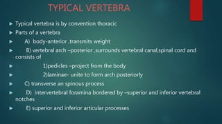 TYPICAL VERTEBRA
 Typical vertebra is by convention thoracic
 Parts of a vertebra
 A) body-anterior ,transmits weight
 B) vertebral arch –posterior ,surrounds vertebral canal,spinal cord and
consists of
 1)pedicles –project from the body
 2)laminae- unite to form arch posteriorly
 C) transverse an spinous process
 D) intervertebral foramina bordered by –superior and inferior vertebral
notches
 E) superior and inferior articular processes
 
