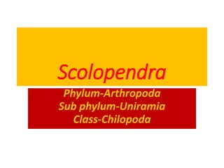 Scolopendra
Phylum-Arthropoda
Sub phylum-Uniramia
Class-Chilopoda
 