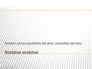 Nombre común:escolítidos del olmo, barrenillos del olmo

Scolytus scolytus

 