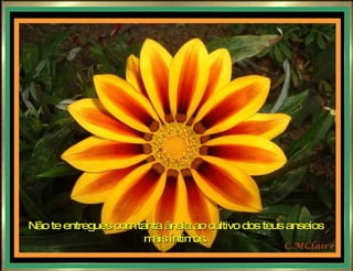 Não te entregues com tanta ânsia ao cultivo dos teus anseios mais íntimos. 