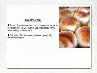 Yeast's role  Strain of yeast seems to be an important factor in production of VSCs, but not yet understood in the winemaking environment.  But what of indigenous yeasts or genetically modified yeasts? 