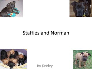 Staffies and Norman




     By Keeley
 