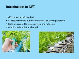 Introduction to NFT
• NFT is a hydroponic method
• A shallow stream of nutrient-rich water flows over plant roots
• Roots are exposed to water, oxygen, and nutrients
• No soil or solid substrate is used
 