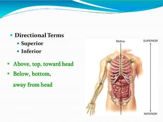 SCOPE OF HUMAN ANATOMY AND PHYSIOLOGY.pptx