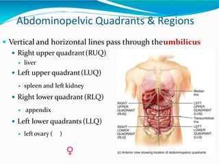 Urq SCOPE OF HUMAN ANATOMY AND PHYSIOLOGY.pptx
