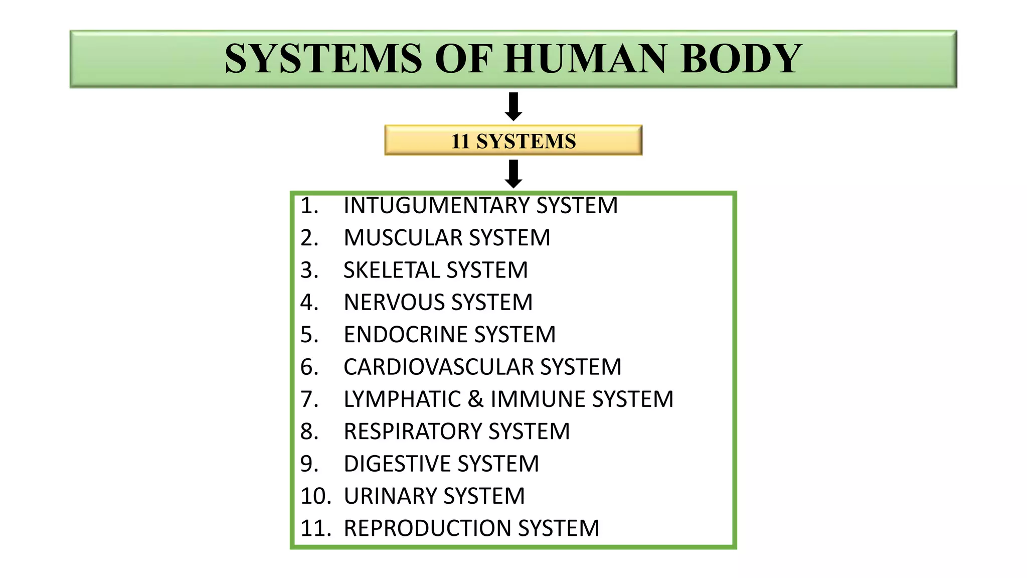 SYSTEMS OF HUMAN BODY
1. INTUGUMENTARY SYSTEM
2. MUSCULAR SYSTEM
3. SKELETAL SYSTEM
4. NERVOUS SYSTEM
5. ENDOCRINE SYSTEM
6. CARDIOVASCULAR SYSTEM
7. LYMPHATIC & IMMUNE SYSTEM
8. RESPIRATORY SYSTEM
9. DIGESTIVE SYSTEM
10. URINARY SYSTEM
11. REPRODUCTION SYSTEM
11 SYSTEMS
 