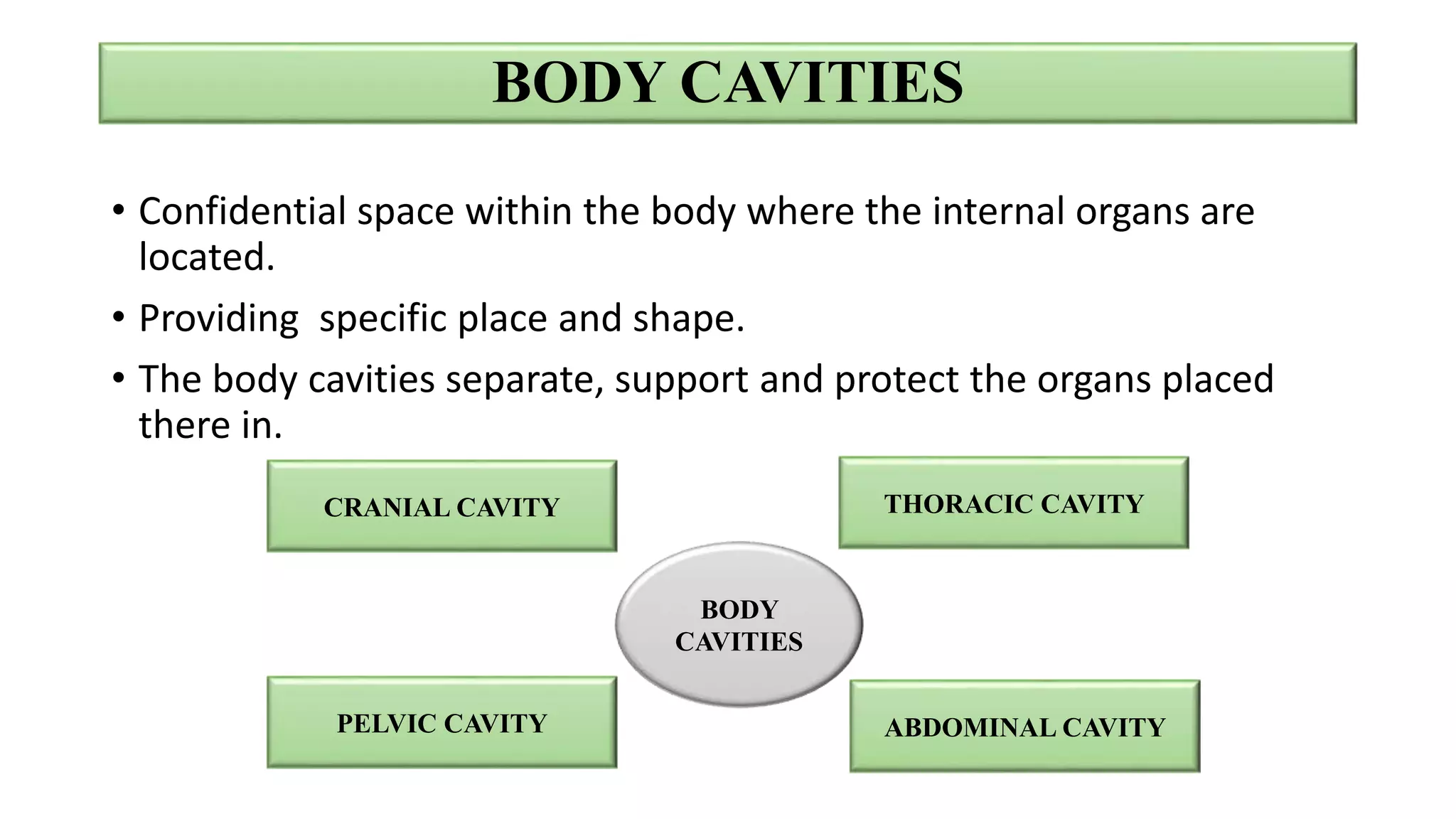 BODY CAVITIES
• Confidential space within the body where the internal organs are
located.
• Providing specific place and shape.
• The body cavities separate, support and protect the organs placed
there in.
BODY
CAVITIES
THORACIC CAVITY
PELVIC CAVITY
CRANIAL CAVITY
ABDOMINAL CAVITY
 