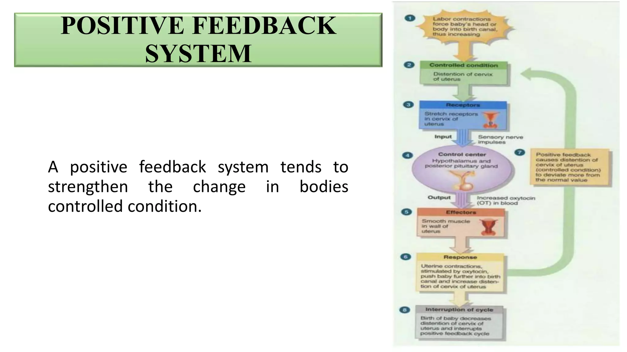 POSITIVE FEEDBACK
SYSTEM
A positive feedback system tends to
strengthen the change in bodies
controlled condition.
 