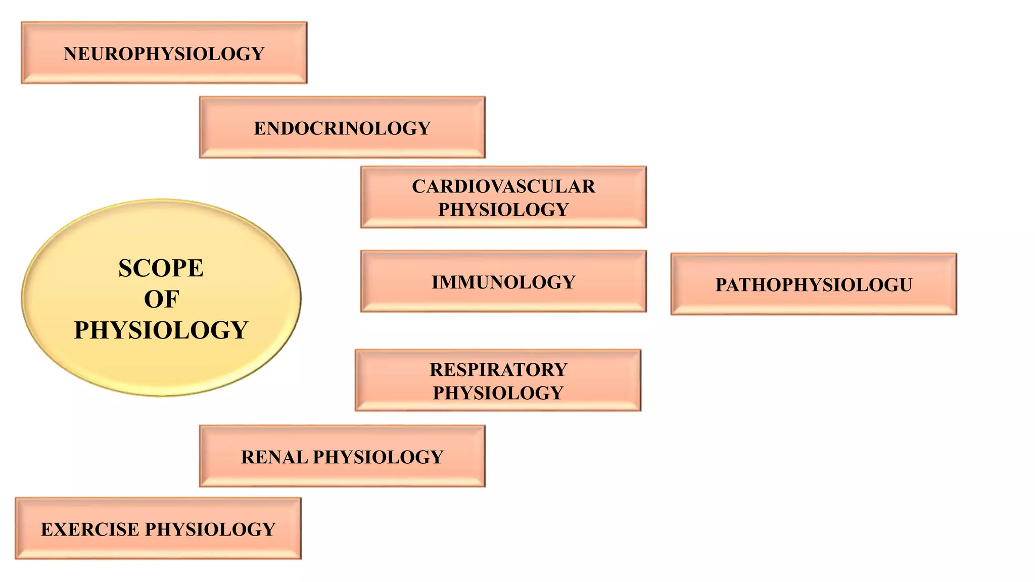 SCOPE
OF
PHYSIOLOGY
PATHOPHYSIOLOGU
RESPIRATORY
PHYSIOLOGY
RENAL PHYSIOLOGY
EXERCISE PHYSIOLOGY
IMMUNOLOGY
CARDIOVASCULAR
PHYSIOLOGY
ENDOCRINOLOGY
NEUROPHYSIOLOGY
 