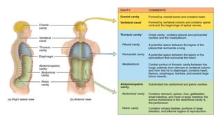 Scope of Anatomy and Physiology.pptx