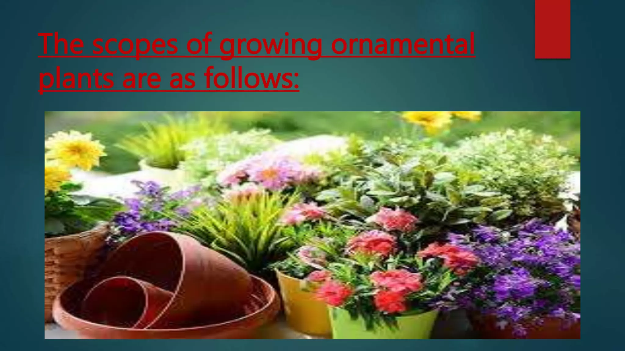 scope of Ornamental Crops.pptx