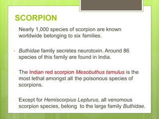 SCORPION
 Nearly 1,000 species of scorpion are known
worldwide belonging to six families.
• Buthidae family secretes neurotoxin. Around 86
species of this family are found in India.
 The Indian red scorpion Mesobuthus tamulus is the
most lethal amongst all the poisonous species of
scorpions.
 Except for Hemiscorpius Lepturus, all venomous
scorpion species, belong to the large family Buthidae.
 