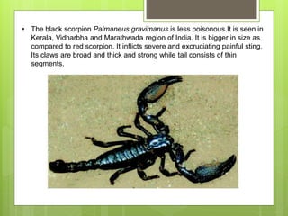 • The black scorpion Palmaneus gravimanus is less poisonous.It is seen in
Kerala, Vidharbha and Marathwada region of India. It is bigger in size as
compared to red scorpion. It inflicts severe and excruciating painful sting.
Its claws are broad and thick and strong while tail consists of thin
segments.
 
