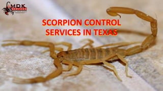 SCORPION CONTROL
SERVICES IN TEXAS
 