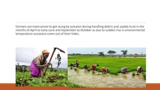 Farmers are more prone to get stung by scorpion during handling debris and ,paddy husk in the
months of April to early June and September to October as due to sudden rise in environmental
temperature scorpians come out of their hides.
 