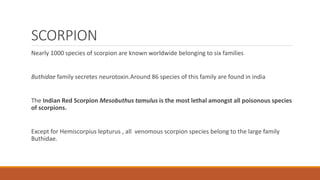 SCORPION
Nearly 1000 species of scorpion are known worldwide belonging to six families
Buthidae family secretes neurotoxin.Around 86 species of this family are found in india
The Indian Red Scorpion Mesobuthus tamulus is the most lethal amongst all poisonous species
of scorpions.
Except for Hemiscorpius lepturus , all venomous scorpion species belong to the large family
Buthidae.
 
