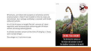 M tamulus, an Indian red scorpion,is venomous and its
envenomation is fatal if not treated in time.Its claws are
red colored , but tail,legs and body is covered with khaki
coloured cuticles.
It is 2.5 to 4 inches in length.The tail consists of stout
segments with terminal bulb containing pair of telson
venom secreting salivary glands.
It actively secretes venom at the time of sting by a sharp
semi curved stinger .
The stinger is 2 to 4 mm in size
 