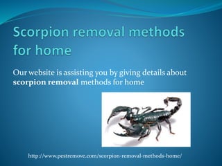 Our website is assisting you by giving details about
scorpion removal methods for home
http://www.pestremove.com/scorpion-removal-methods-home/
 