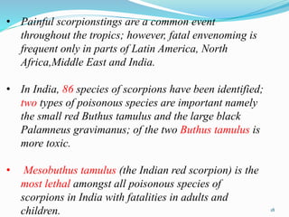 • Painful scorpionstings are a common event
throughout the tropics; however, fatal envenoming is
frequent only in parts of Latin America, North
Africa,Middle East and India.
• In India, 86 species of scorpions have been identified;
two types of poisonous species are important namely
the small red Buthus tamulus and the large black
Palamneus gravimanus; of the two Buthus tamulus is
more toxic.
• Mesobuthus tamulus (the Indian red scorpion) is the
most lethal amongst all poisonous species of
scorpions in India with fatalities in adults and
children. 18
 