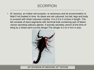 • M. tamulus, an Indian red scorpion, is venomous and its envenomation is
fatal if not treated in time. Its claws are red coloured, but tail, legs and body
is covered with khaki coloured cuticles. It is 2.5 to 4 inches in length. The
tail consists of stout segments with terminal bulb containing pair of telson
venom secreting salivary glands. It actively secretes venom at the time of
sting by a sharp semi-curved stinger.The stinger is 2 to 4 mm in size.
SCORPION
API TEXTBOOK OF MEDICINE 10TH EDITION
 