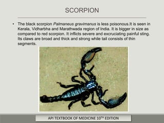 • The black scorpion Palmaneus gravimanus is less poisonous.It is seen in
Kerala, Vidharbha and Marathwada region of India. It is bigger in size as
compared to red scorpion. It inflicts severe and excruciating painful sting.
Its claws are broad and thick and strong while tail consists of thin
segments.
SCORPION
API TEXTBOOK OF MEDICINE 10TH EDITION
 