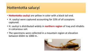Hottentotta salucyi
• Hottentotta saulcyi are yellow in color with a black tail end.
• H. saulcyi were captured accounting for 33% of all scorpions
captured.
• H. saulcyi is distributed widely in northern region of Iraq and inhabits
in calcareous soil.
• The specimens were collected in a mountain region at elevation
between 650m to 1000 m.
 
