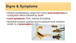Signs & Symptoms
• Clinical manifestations range from minor local tenderness to
multisystem failure followed by death.
• Local symptoms: Pain, redness & swelling.
• Nonlethal scorpion species tend to produce local reactions
similar to a hymenopteran sting,
 
