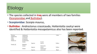 Etiology
• The species collected in Iraq were all members of two families
(Scorpionidae and Buthidae).
• Scorpionidae: Scorpio maurus,
• Buthidae : Androctonus crassicauda, Hottentotta saulcyi were
identified & Hottentotta mesopotamicus also has been reported.
 
