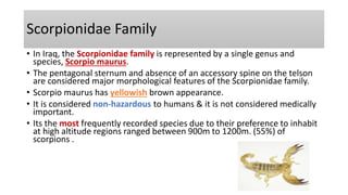 Scorpionidae Family
• In Iraq, the Scorpionidae family is represented by a single genus and
species, Scorpio maurus.
• The pentagonal sternum and absence of an accessory spine on the telson
are considered major morphological features of the Scorpionidae family.
• Scorpio maurus has yellowish brown appearance.
• It is considered non-hazardous to humans & it is not considered medically
important.
• Its the most frequently recorded species due to their preference to inhabit
at high altitude regions ranged between 900m to 1200m. (55%) of
scorpions .
 