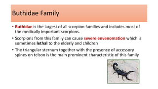 Buthidae Family
• Buthidae is the largest of all scorpion families and includes most of
the medically important scorpions.
• Scorpions from this family can cause severe envenomation which is
sometimes lethal to the elderly and children
• The triangular sternum together with the presence of accessory
spines on telson is the main prominent characteristic of this family
 
