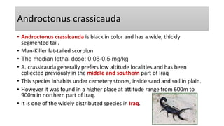 Androctonus crassicauda
• Androctonus crassicauda is black in color and has a wide, thickly
segmented tail.
• Man-Killer fat-tailed scorpion
• The median lethal dose: 0.08-0.5 mg/kg
• A. crassicauda generally prefers low altitude localities and has been
collected previously in the middle and southern part of Iraq
• This species inhabits under cemetery stones, inside sand and soil in plain.
• However it was found in a higher place at attitude range from 600m to
900m in northern part of Iraq.
• It is one of the widely distributed species in Iraq.
 