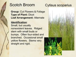 Scotch Broom Group:  Cut Flowers & Foliage Type of Plant:  Dicot Leaf Arrangement:  Alternate Identification : Small, but usually nonexistent leaves.  Ridged stem with small buds or bumps.  Often four-sided and branched.  Occasional small yellow flowers.  Stems very straight and rigid. Cytisus scoparius 
