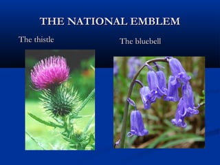 THE NATIONAL EMBLEMTHE NATIONAL EMBLEM
The thistleThe thistle The bluebellThe bluebell
 