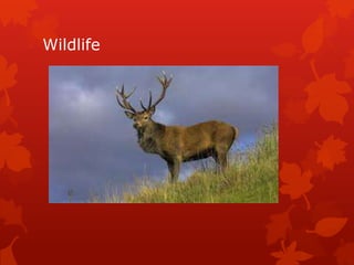 Wildlife

 