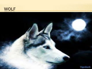 WOLF

 