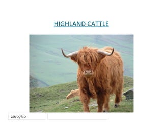 HIGHLAND CATTLE 