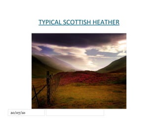 TYPICAL SCOTTISH HEATHER 