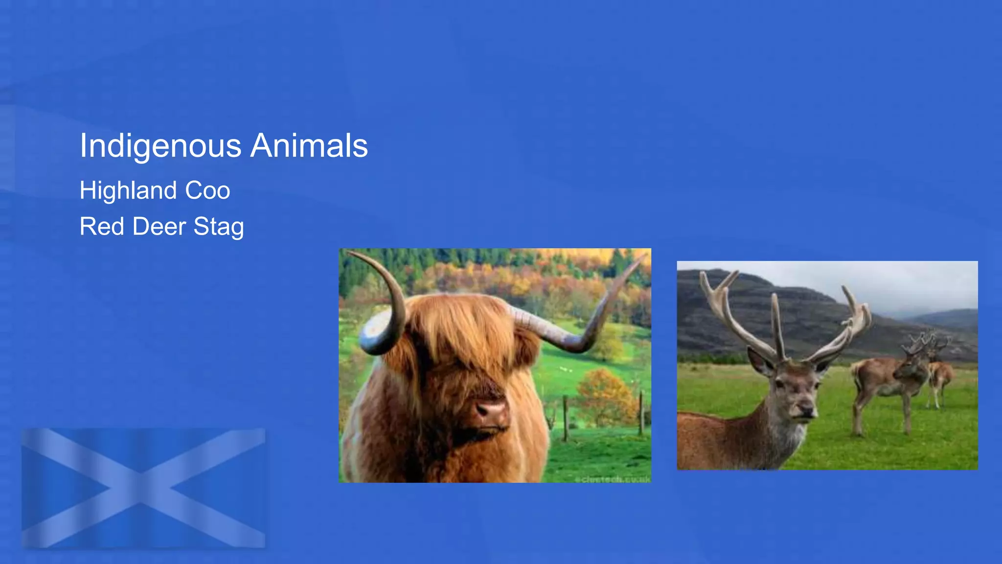 Indigenous Animals
Highland Coo
Red Deer Stag
 