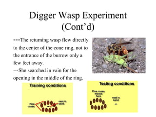 Digger Wasp Experiment
               (Cont’d)
---The returning wasp flew directly
to the center of the cone ring, not to
the entrance of the burrow only a
few feet away.
---She searched in vain for the
opening in the middle of the ring.
 