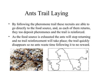 Ants Trail Laying
• By following the pheromone trail these recruits are able to
  go directly to the food source, and, as each of them returns,
  they too deposit pheromones and the trail is reinforced.
• As the food source is exhausted the ants will stop returning
  and no trail reinforcement will take place; the trail quickly
  disappears so no ants waste time following it to no reward.
 