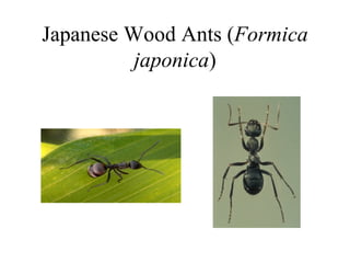 Japanese Wood Ants (Formica
          japonica)
 