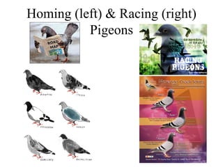 Homing (left) & Racing (right)
          Pigeons
 