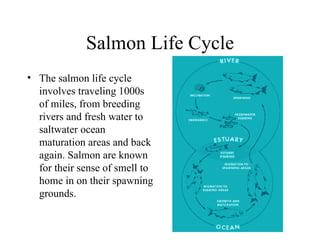 Salmon Life Cycle
• The salmon life cycle
  involves traveling 1000s
  of miles, from breeding
  rivers and fresh water to
  saltwater ocean
  maturation areas and back
  again. Salmon are known
  for their sense of smell to
  home in on their spawning
  grounds.
 