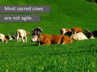 Most sacred cows
are not agile.
 