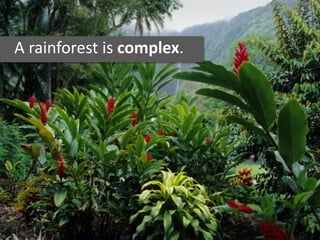 A rainforest is complex.
 