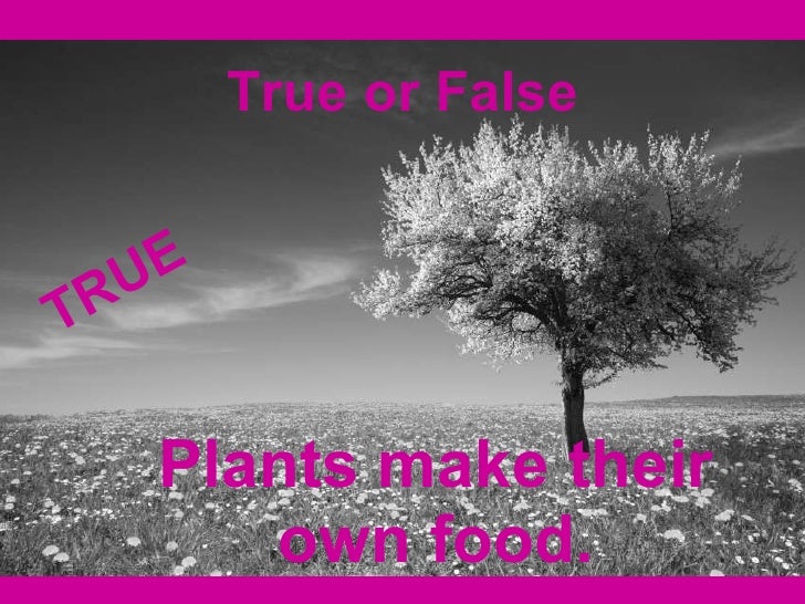 Chapter 2 Lesson 1 What are plants' characteristics