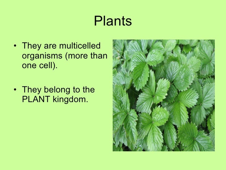 Chapter 2 Lesson 1 What are plants� characteristics